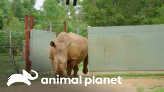El nacimiento de un pequeño rinoceronte blanco  | Los Irwin | Animal Planet by Animal Planet Latinoamérica 5,959 views 3 weeks ago 9 minutes, 50 seconds