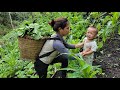 Harvesting green vegetables for sale - cooking nutritious porridge for babies - daily life