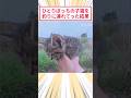 ひとりぼっちの子猫を釣りに連れてった結果 #2ch動物スレ #猫動画 #猫のいる暮らし