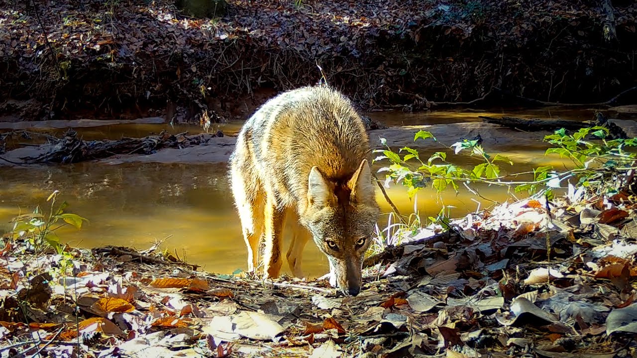 The Most Hated Animal in America (Coyote Trail Camera Videos)
