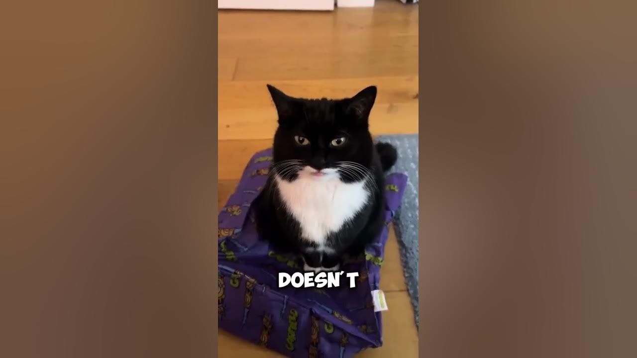 Cat Lover must watch - YouTube