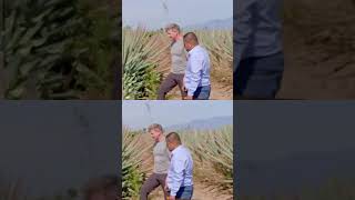 How to Remove Agave Plants  Step by Step Guide