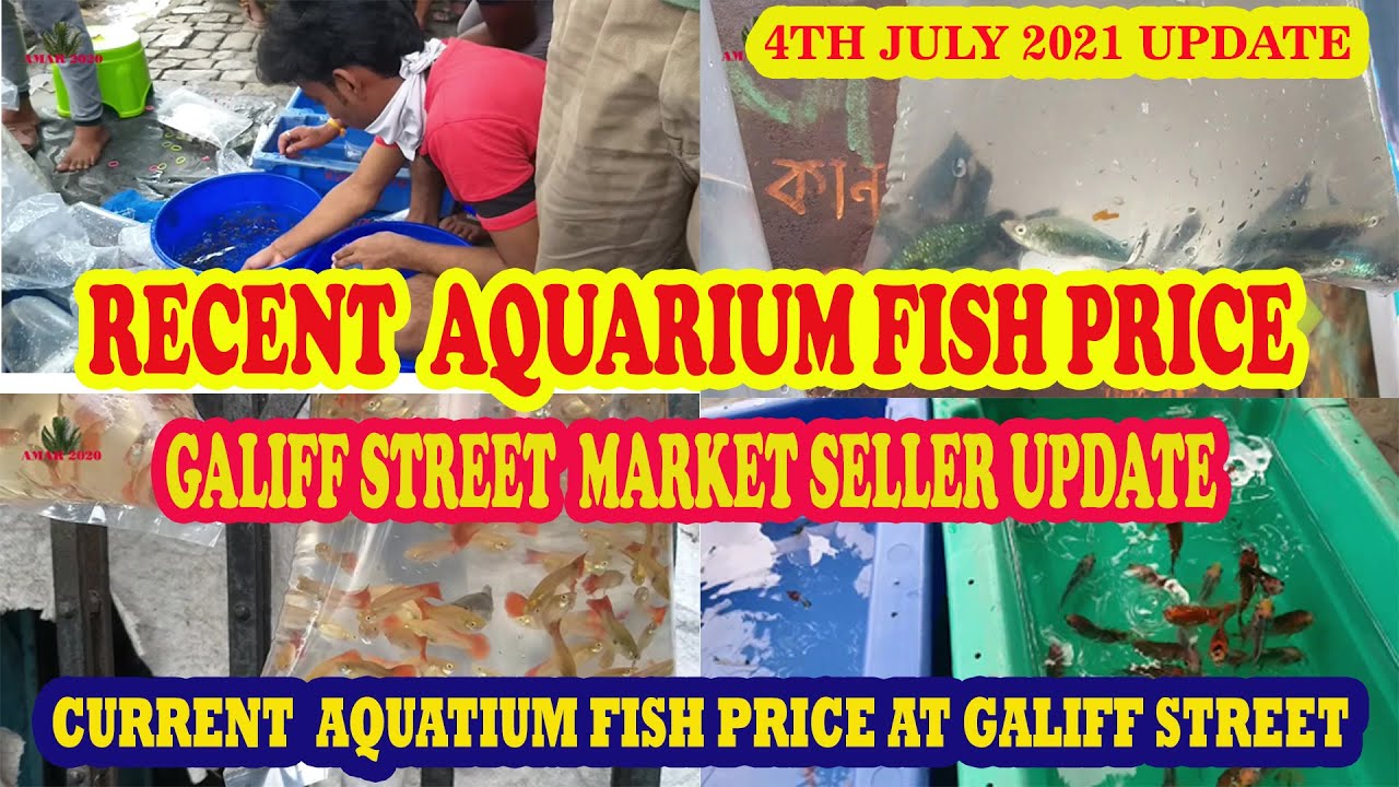 GALIFF STREET CHEAPEST & BIGGEST AQUARIUM FISH MARKET OF KOLKATA WEST