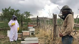 When do you stop feeding honey bee colonies in the spring?