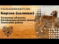 Пропала собака! Борзая (салюки) Тульскаая область, Симферопольское шоссе, Заокский район