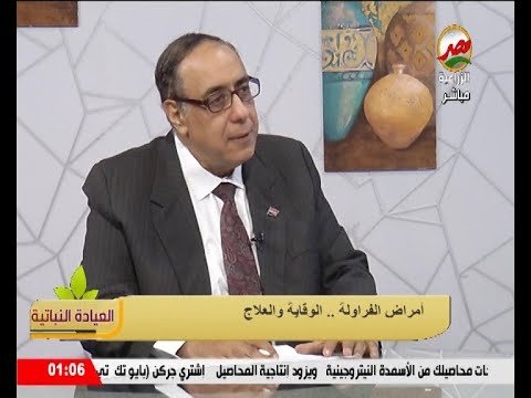 امراض الفراولة الوقاية والعلاج