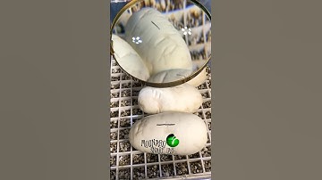 Incubating Ball Python Eggs! #molinarosnakelab #snakebreeding #royalpython #ballpython #eggs #shorts