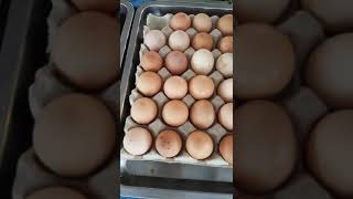 24 มกราคม 2561 พรอมแลวคะ พรอมเสรฟความอรอยแลวจา