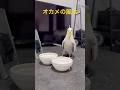 2026.3.30 飯うまうま♡食べながらドヤるオカメインコの風太さん#オカメインコ