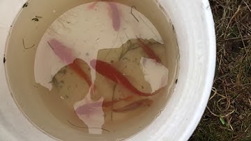 Goldfish in a Bucket (with commentary)