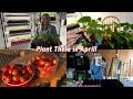 Garden With Me - Planting My Favorite Tomatoes &amp; Topping Peppers! 