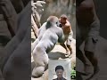 Gorilla Compete With Man || Instant Karma #shorts #GorillaVsMan #AnimalVsHuman #viral