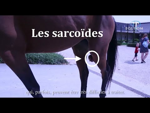 Vidéo: Tumeurs Cutanées (sarcoïde équin) Chez Les Chevaux