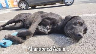 Adopted And Abandoned Again Mama Dog And Her Puppys Heartbreaking Rescue