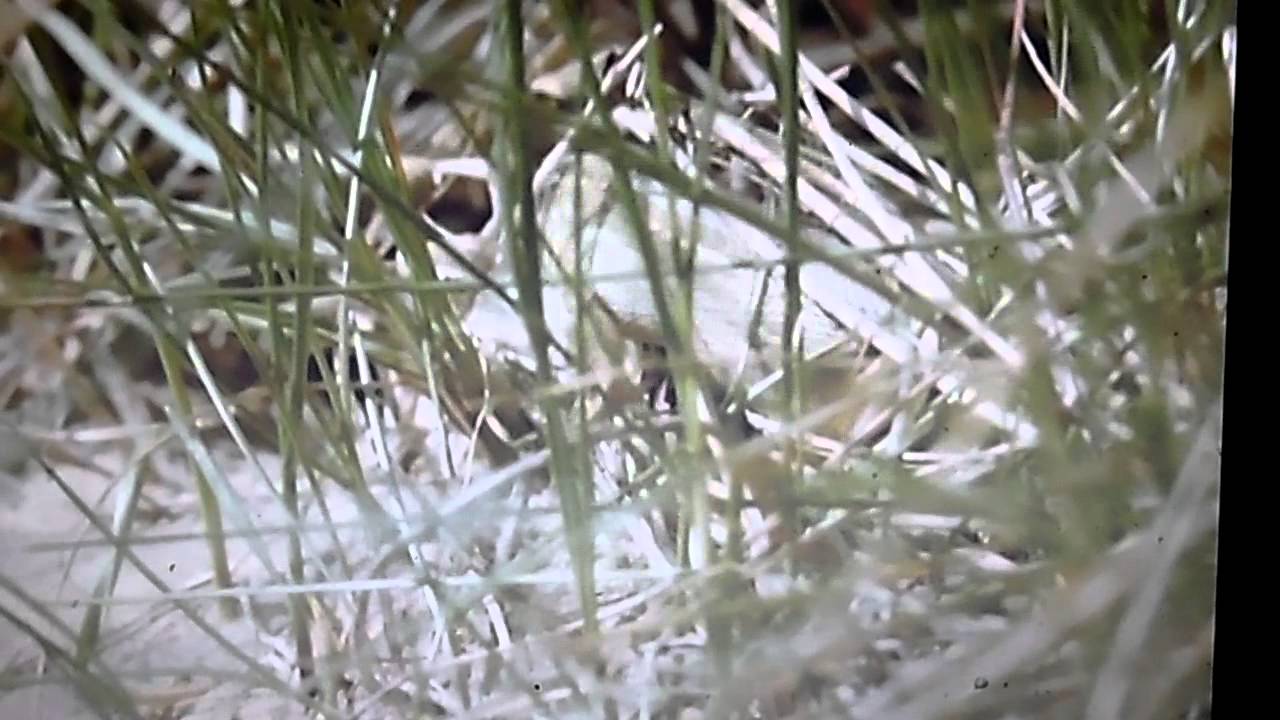 Sand Lizards  and Natterjack Toad's Sefton Coast