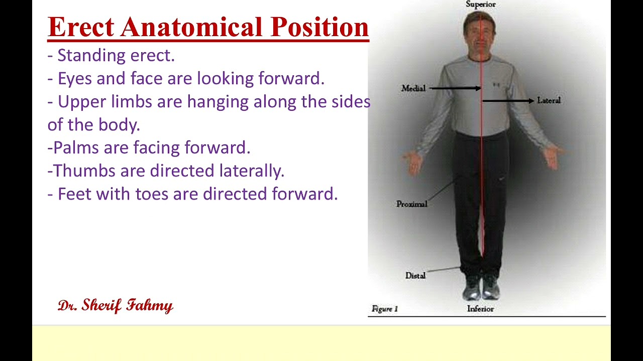 المحاضره الاولي اناتومي د/ اسامة للفرقه الاولي صيدله حلوان ( fascia and cartilage )