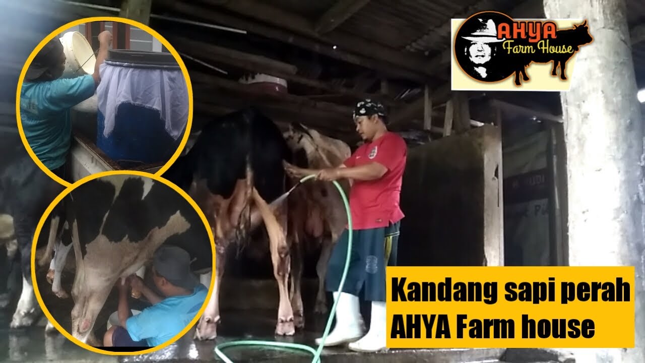 Aktivitas keseharian di peternakan sapi perah cigugur || Ahya Farm