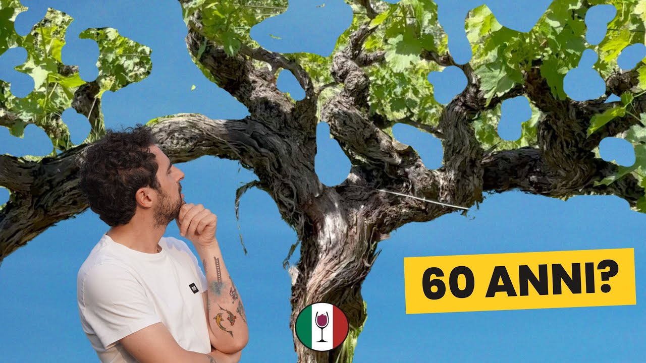 Vigne Vecchie: Pro e Contro per il Vino