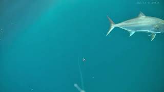 Download Lagu Amberjack ignored my bait 😭 MP3