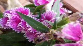 Video casio QV-R100 video test (author: abed zoabi)