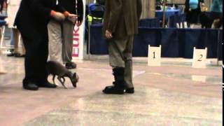 M2U00371 UKC ANDRE & ZIGGIE 1