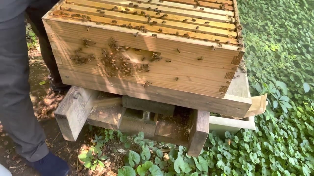 Introducing a bought vsh queen.