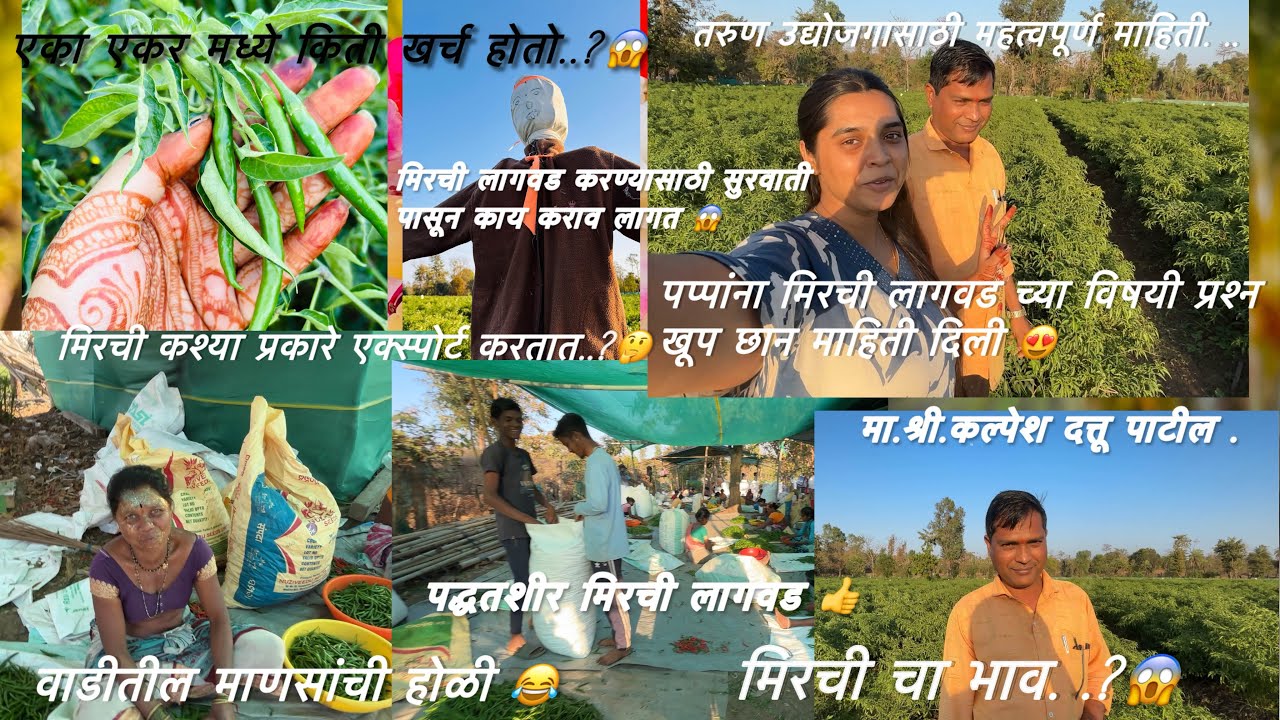 🌶️ एका एकरात मिरची लागवड A to Z | खर्च-उत्पादन-भाव | तरुण उद्योजकांसाठी खास माहिती पपांचा interview😱