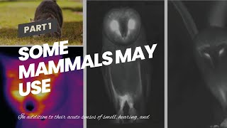 Some Mammals May Use Specialized Hairs to Detect Predators' Heat
