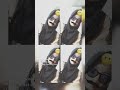 sp ini? 😣🤭 #fypシ゚viral #aneira