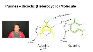 Nucleic Acids - Nitrogenous Bases