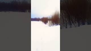 Природа, лес, река. Зимняя рыбалка 2023 на реке Обь рядом с Барнаулом. Алтайский край.