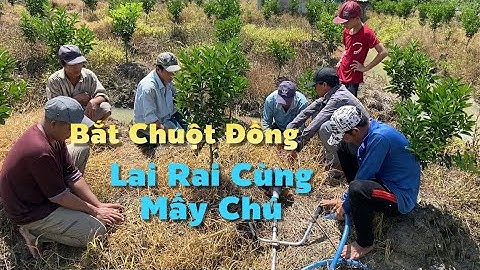 Về Vĩnh Long Trải Nghiệm Bơm Nước Ở Vườn Cam Bắt Chuột Đồng Lai Rai Cùng Mấy Chú | Cldv #767