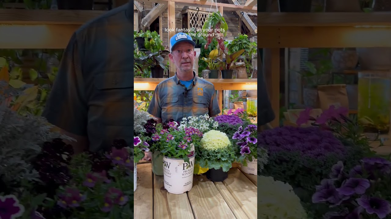 Зимние растения, которые хорошо растут на северо-востоке Флориды | Grow Better Weekly