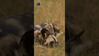 Wild Facts About African Wild Dogs You Didn’t Know