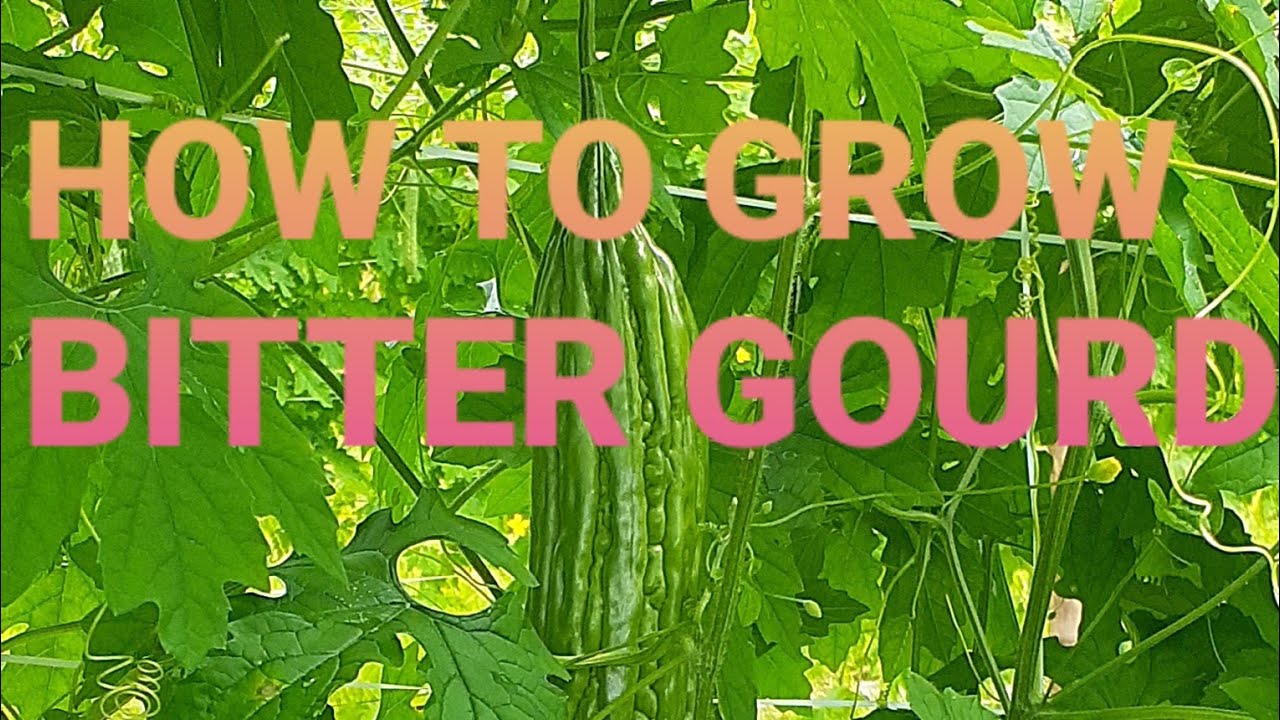 ILANG DAYS NGA BA TUTUBO ANG ATING AMPALAYA/ BAGO TAYU MAKA HARVEST