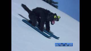 Robot Chicken - Winter Pet Games