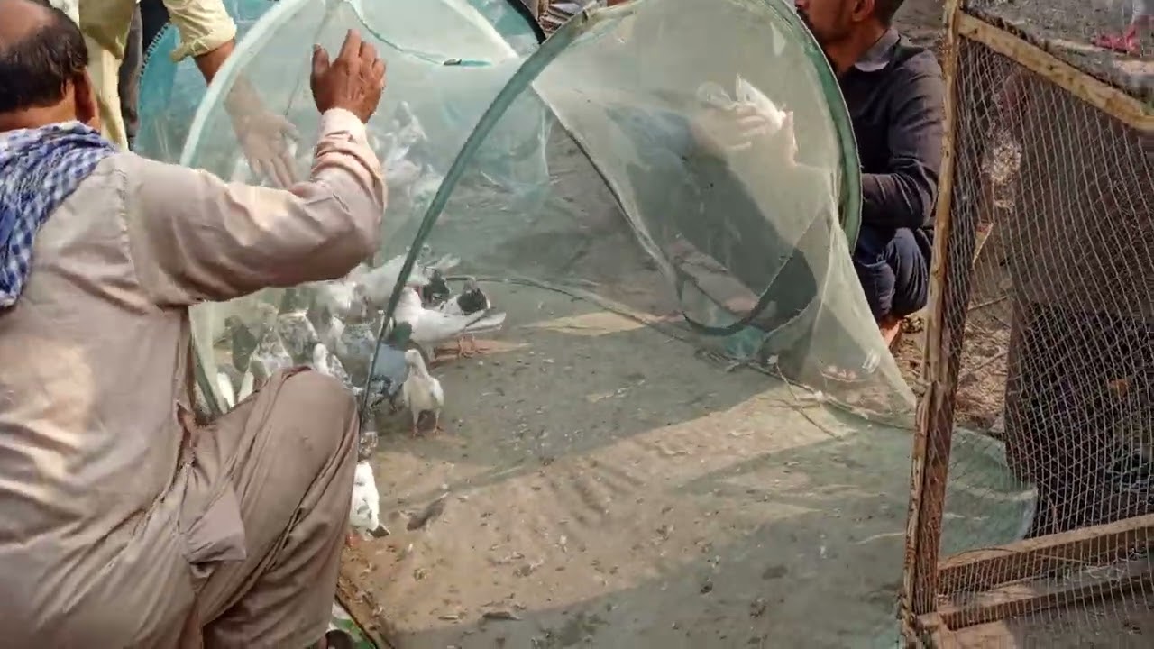 ایسی ایسی نسلوں کے کبوتر چیک کریں ما شاء اللہ بڑے خوبصورت ہیں