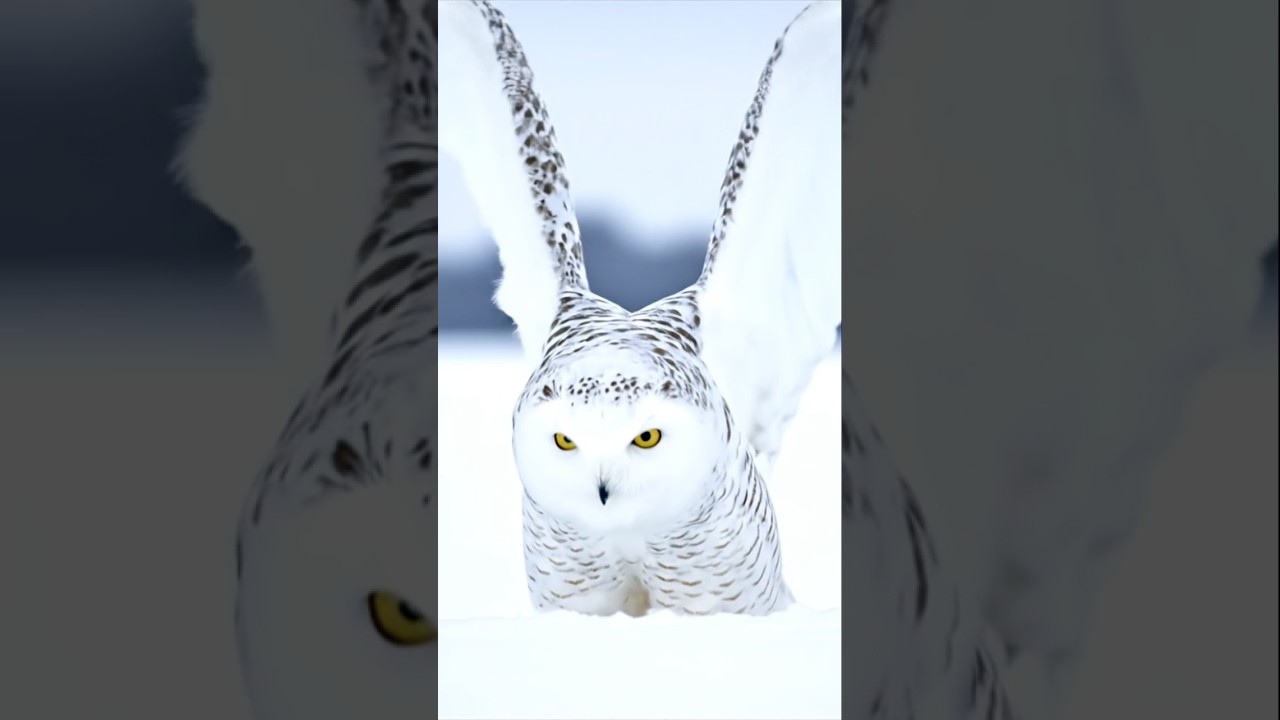 SNOW OWL BEAUTI FROZEN🦅 
