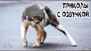 КАМЕДИ КЛАБ ОТДЫХАЕТ #6 ЛУЧШИЕ ПРИКОЛЫ АВГУСТ 2019 / НОВЫЕ ПРИКОЛЫ / РЖАКА ДО СЛЕЗ ПРИКОЛЮХА #6 КАМЕДИ КЛАБ ОТДЫХАЕТ #6 ЛУЧШИЕ ПРИКОЛЫ АВГУСТ 2019 / НОВЫЕ ПРИКОЛЫ / РЖАКА ДО СЛЕЗ ПРИКОЛЮХА #6