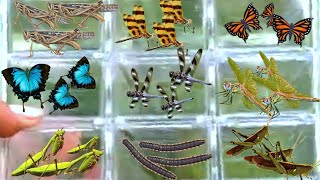 I  Hunting Insect In The Garden , I Catching, Grasshopper ,Butterfly ,Giant Millipede , Dragonfly