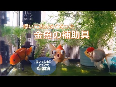 転覆病の金魚への補助具 浮いてしまうタイプ Youtube