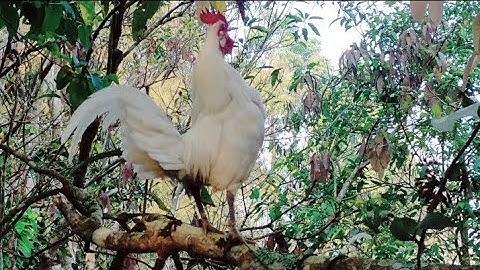 Cuab qaib qu lom zem kawm nawb