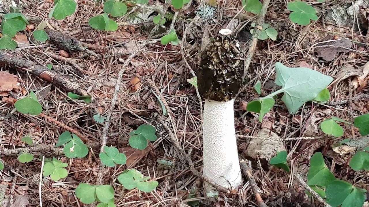 Zemestauki ( Phallus impudicus )