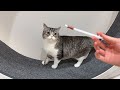 苦手なサプリを持って来られたときの猫の反応が…笑
