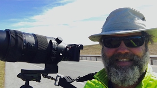 Sigma 150-600mm with MC-11 & A6500 Test