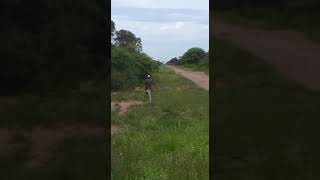 los caminos del Chaco/ caería de guasuncho