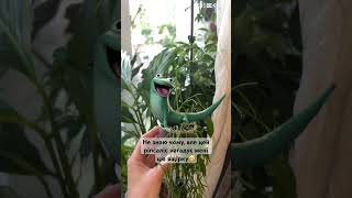 #plants #ріпсаліс #wizard #hoopers