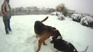 Bassets and Bloodhounds Playing in the Snow