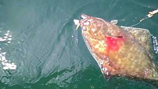 Catching halibut in Puget Sound's Hein Bank