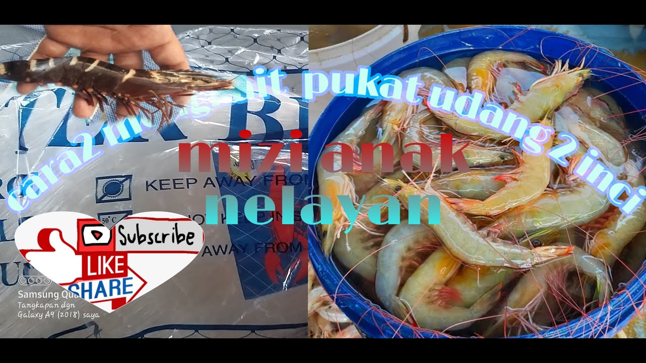 Eps 9 cara2 mebuat (mengkait) pukat udang putih 